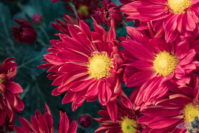 Close-up of pink flowering plants