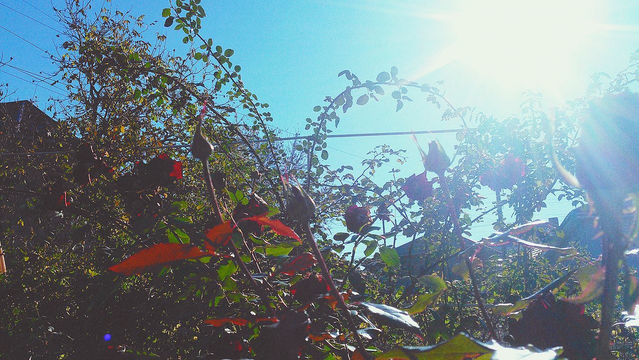 growth, tree, sky, plant, nature, window, sunlight, glass - material, water, season, drop, transparent, close-up, sun, no people, wet, day, beauty in nature, branch, fragility