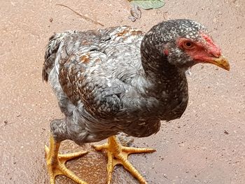 Close-up of a duck