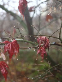 Close-up of red berries on tree