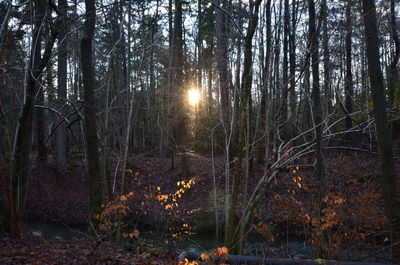 Trees in forest against sky