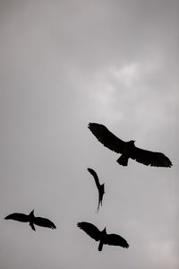 Low angle view of silhouette birds flying in sky