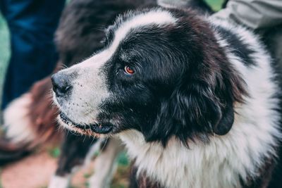 Close-up of dog