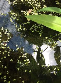 Close-up of plants