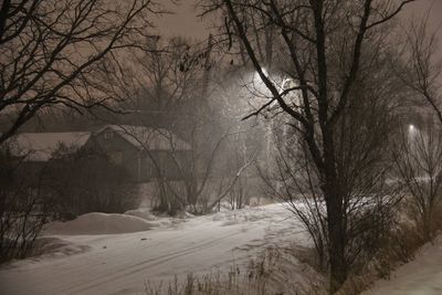Bare trees on snow covered land during winter