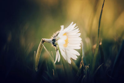 Close-up of white flowering plant in field