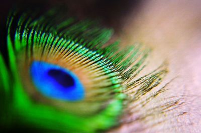 Macro shot of peacock