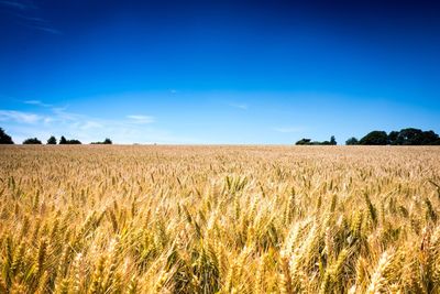 Scenic view of wheat field against blue sky