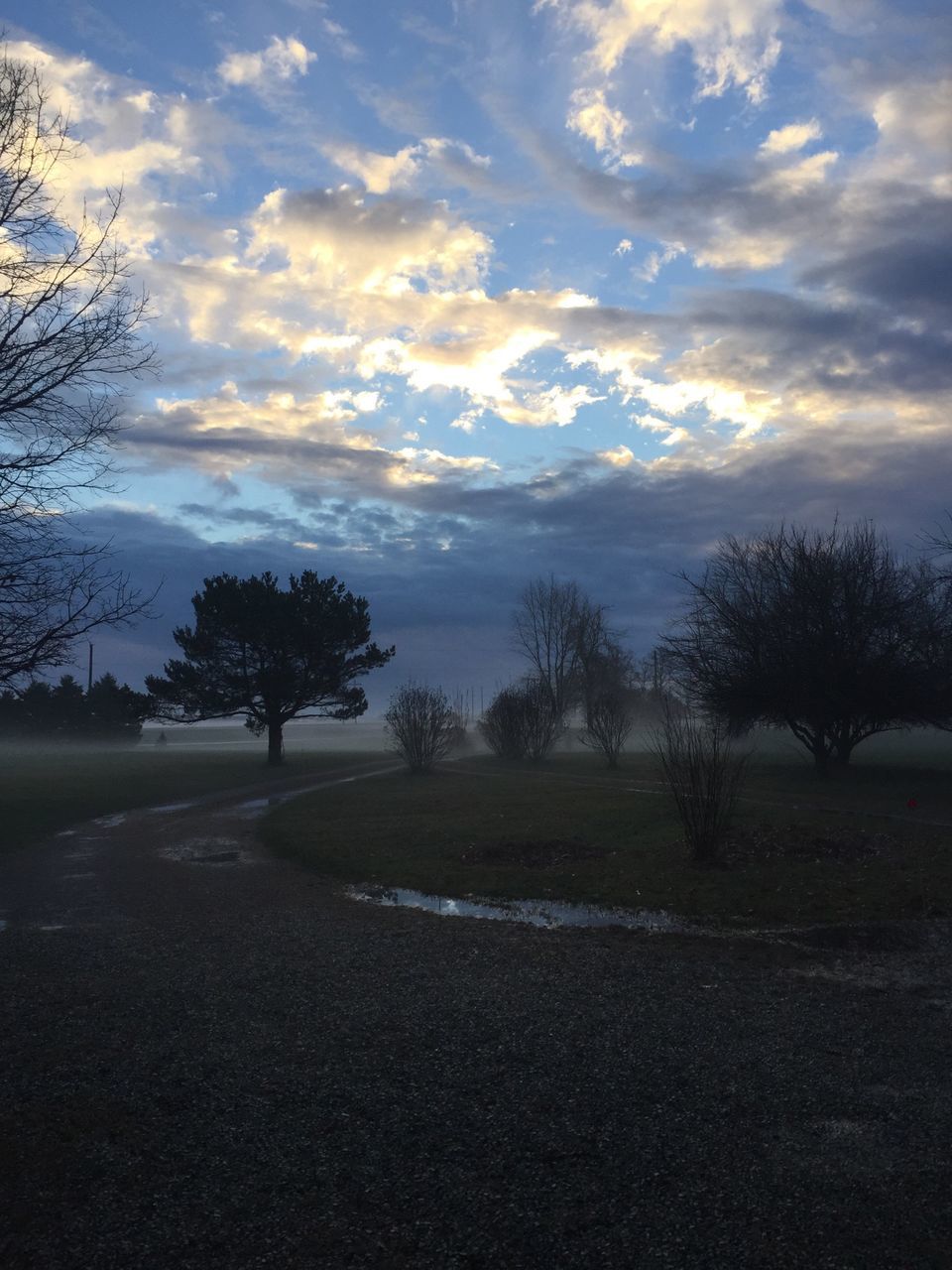 tree, sky, the way forward, road, tranquility, tranquil scene, landscape, cloud - sky, transportation, diminishing perspective, scenics, silhouette, country road, nature, cloud, beauty in nature, field, vanishing point, sunset, empty