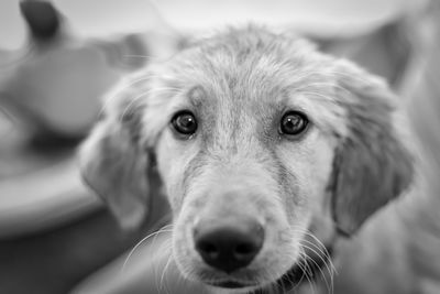 Close-up portrait of dog