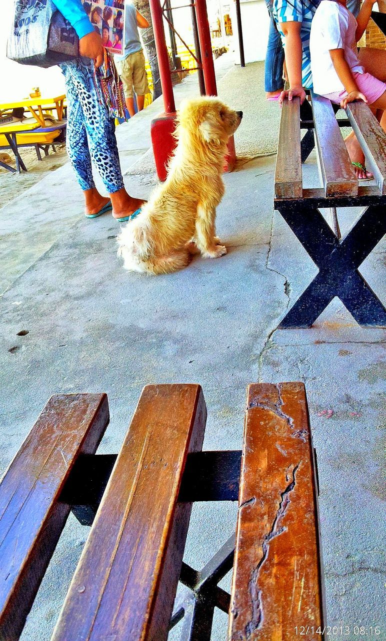 high angle view, pets, domestic animals, wood - material, relaxation, domestic cat, mammal, animal themes, bench, cat, full length, one animal, sitting, low section, day, lying down, standing, wooden, outdoors