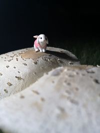 Close-up of a bird on the wall