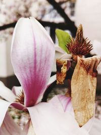 Close-up of pink flowering plant