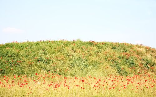 Scenic view of field against clear sky