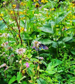 Close-up of butterfly pollinating on flower