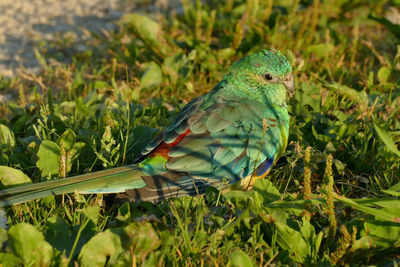 Close-up of parrot perching on grass