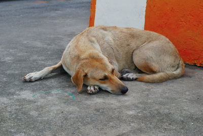 Dog sleeping on footpath