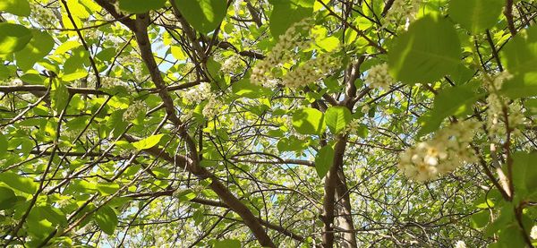 Low angle view of tree in forest