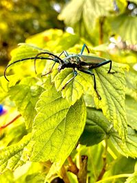 Close-up of insect on leaves