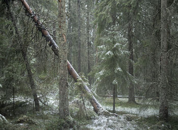 View of trees in forest