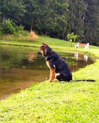 Dog on grass in water