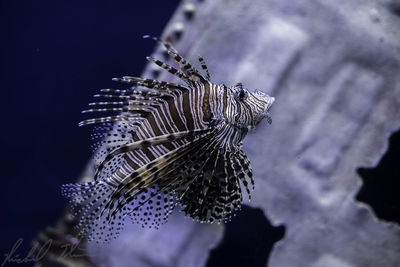 Close-up of butterfly