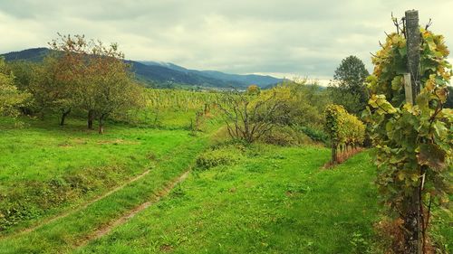 Scenic view of field against sky