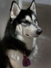 Close-up of dog looking away