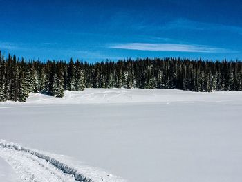 Pine trees on snowcapped mountain against sky