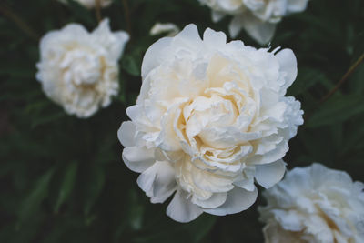 Close-up of white rose