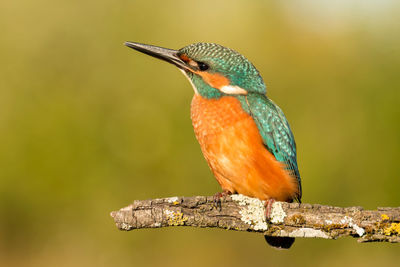 Close-up of bird perching on branch