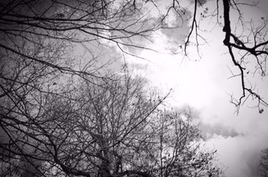 Low angle view of bare trees against sky