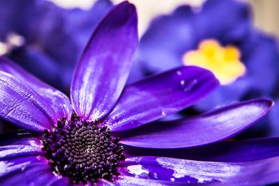 Close-up of purple flower