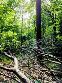 Trees in forest