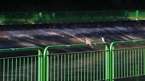 Birds perching on railing by canal