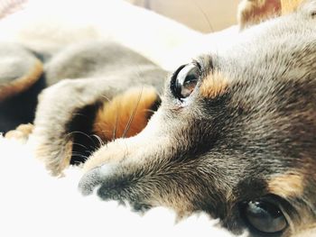 Close-up portrait of a cat