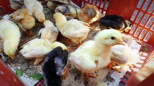 High angle view of birds in nest