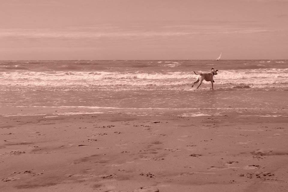 sea, beach, horizon over water, water, sand, shore, animal themes, one animal, sky, wave, scenics, beauty in nature, nature, tranquil scene, tranquility, dog, domestic animals, surf, mammal, idyllic