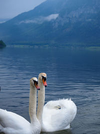 Swans on a lake