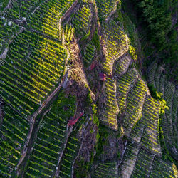 High angle view of crop growing on field