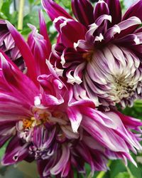 Close-up of pink flower