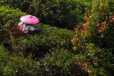 High angle view of female worker harvesting tea in plantation