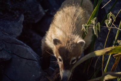 Close-up of squirrel