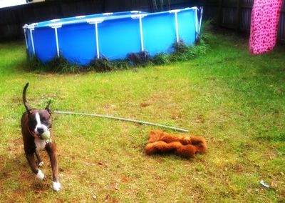 View of a dog on field