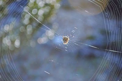 Close-up of spider web