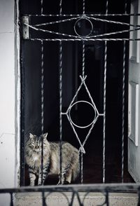 Portrait of cat in cage