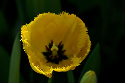 Close-up of yellow flower blooming outdoors