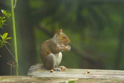 Side view of squirrel eating wood