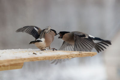 Birds flying