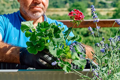 Gardening activity at home. man replanting geraniums in flower pot on sunny balcony.